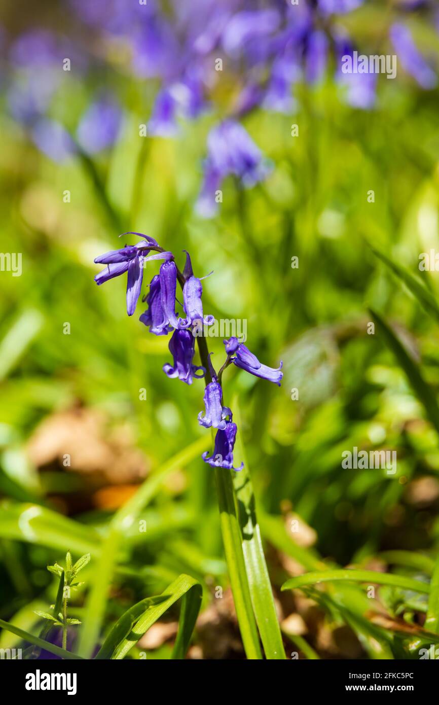 English Bluebell, hyacinthaceae non-scripta, spring time,  Bourne Woods, Lincolnshire, England. Stock Photo