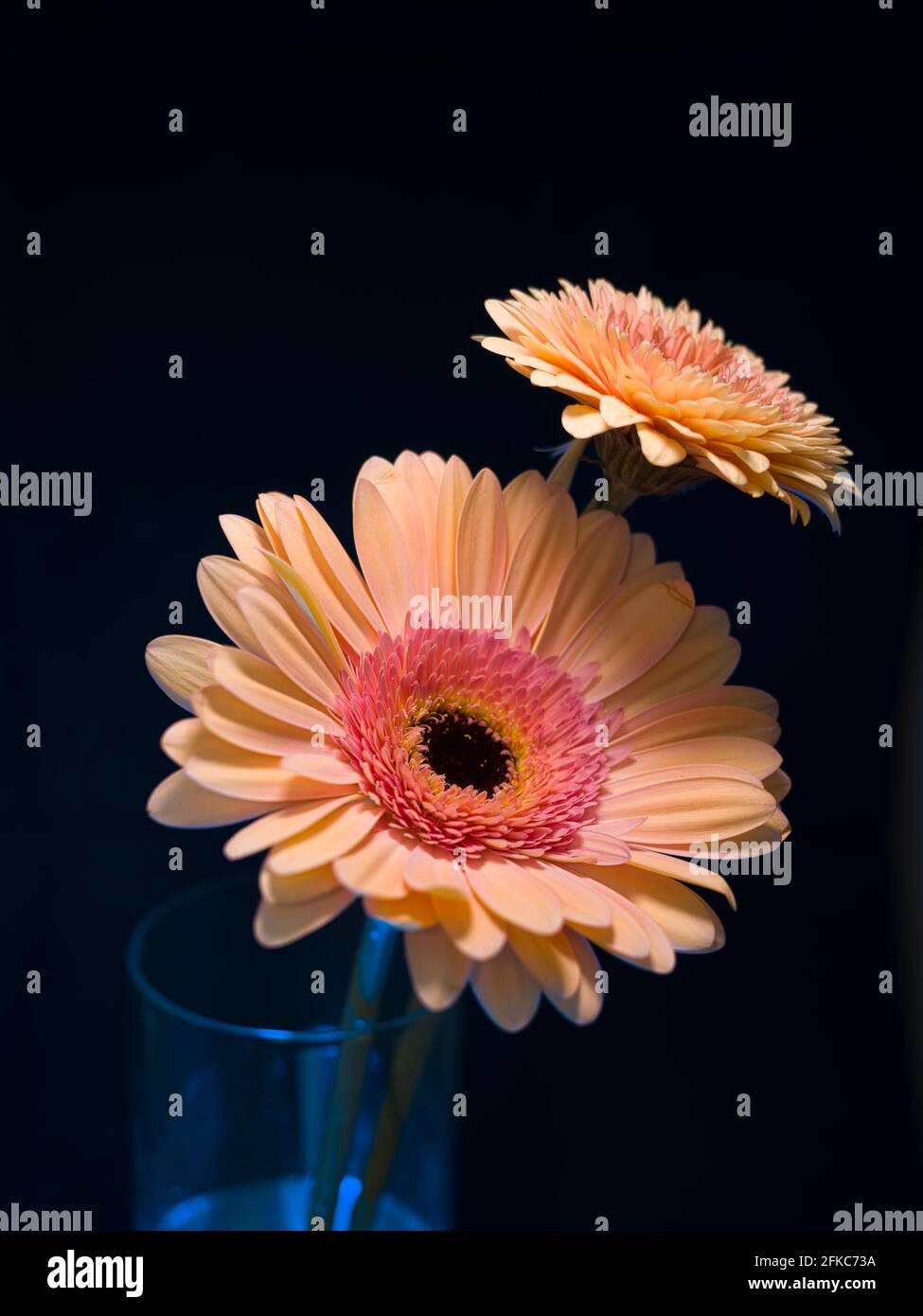 Gerbera is a genus of plants in the basket flower family. The genus contains about 20 wild-growing species and they occur in South America, Africa. Stock Photo