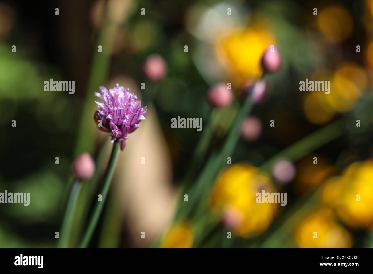 A single flowering chive with others in soft focus giving an abstract yet colourful image. The pale purple flowers are edible and can be used in salad Stock Photo