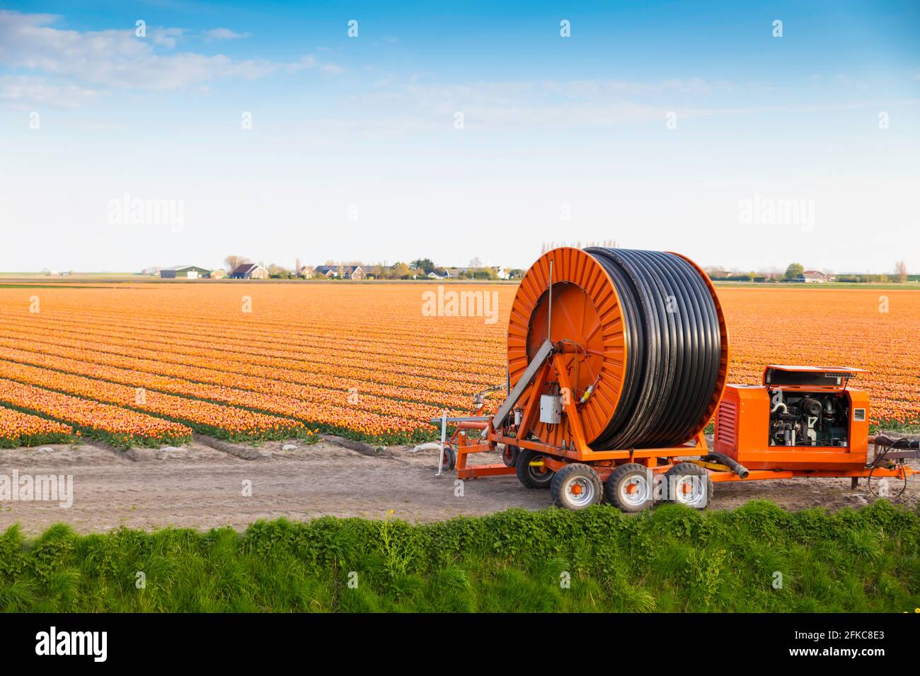 ornage tlip fiels with irrigation system Stock Photo