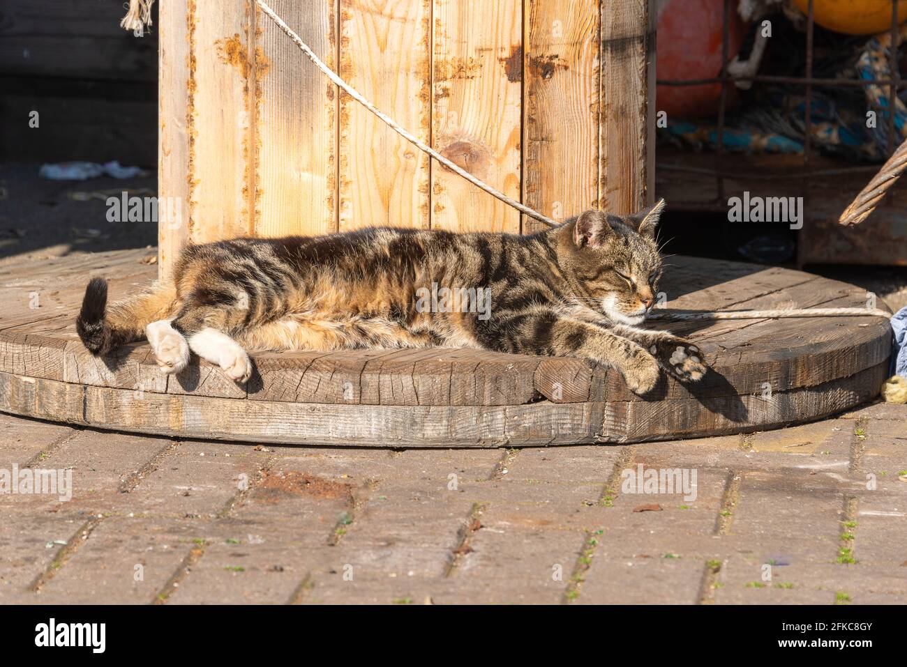 brown and black striped cat lie in the sun on the edge of a wooden
