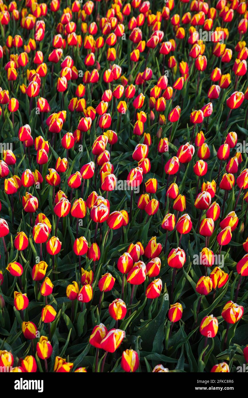 field full of red and white tulips Stock Photo