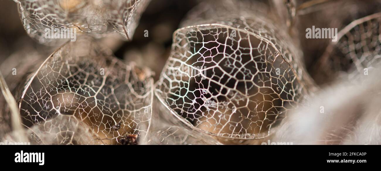 Abstract web banner background with macro physalis fruit dry weathered husk lace texture, a concept for passing time and fragility of life Stock Photo
