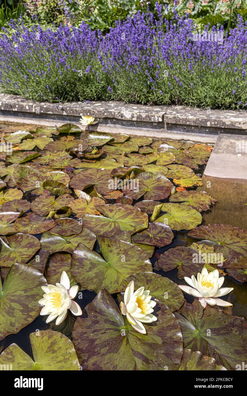 Yellow water lilies in a pond fringed by lavender. Stock Photo