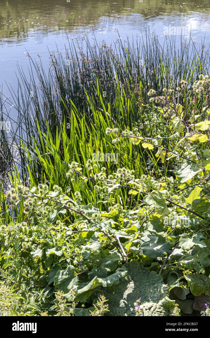 Lush foliage on the bank beside the River Avon at Fladbury, Worcestershire UK Stock Photo
