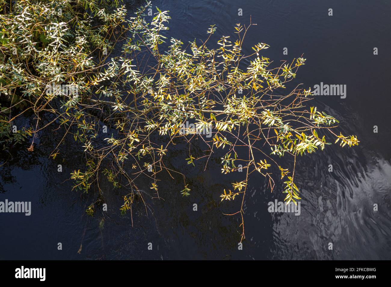 Willow tree england uk hires stock photography and images Alamy