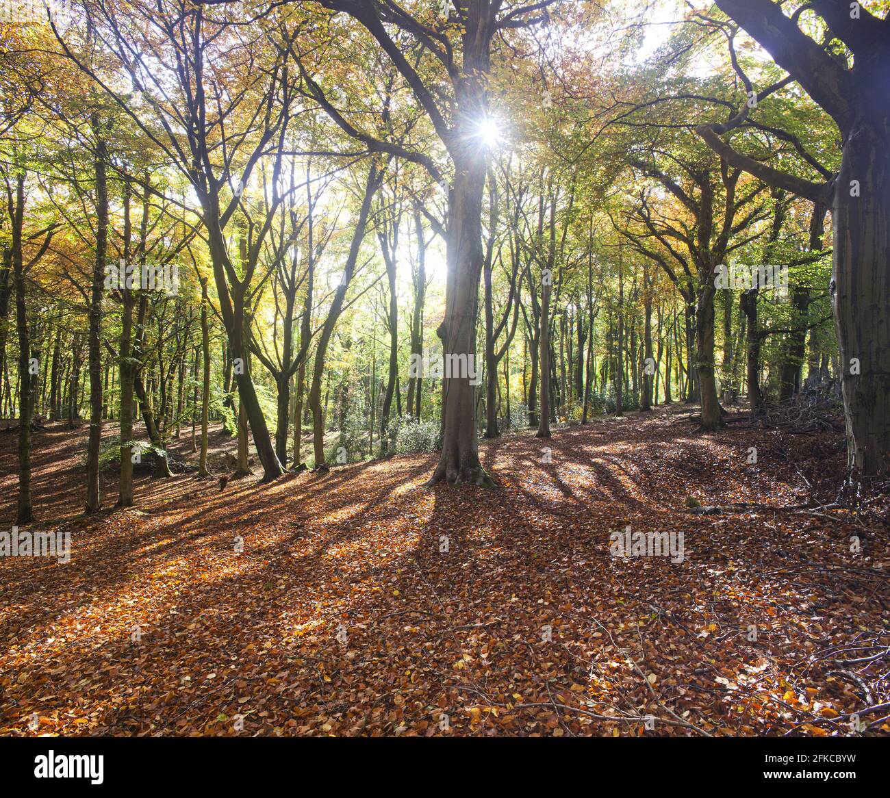 Autumn in a Cotswold beech wood at Standish Wood, Ruscombe, Gloucestershire UK Stock Photo