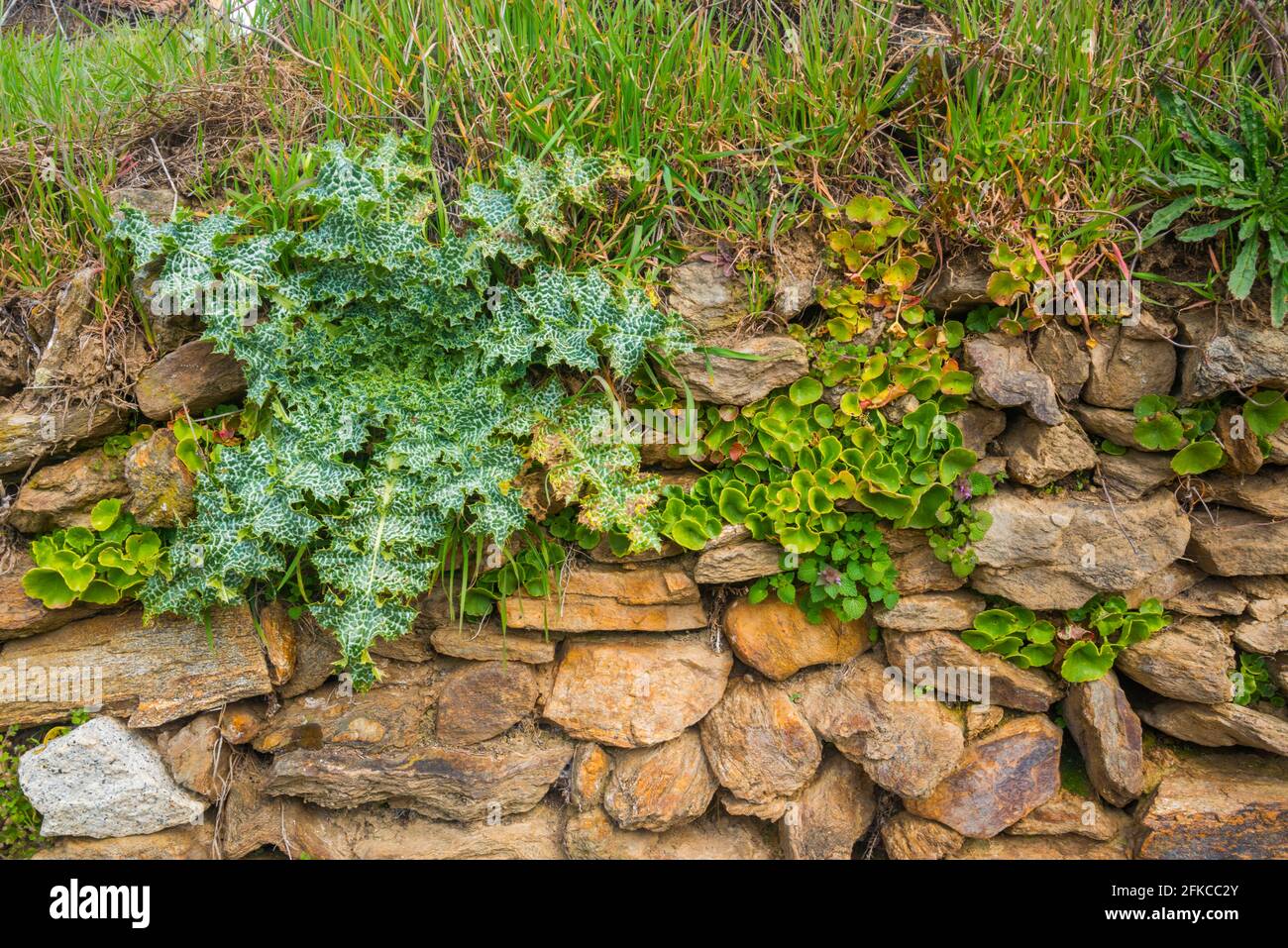 Plants on wall. Stock Photo