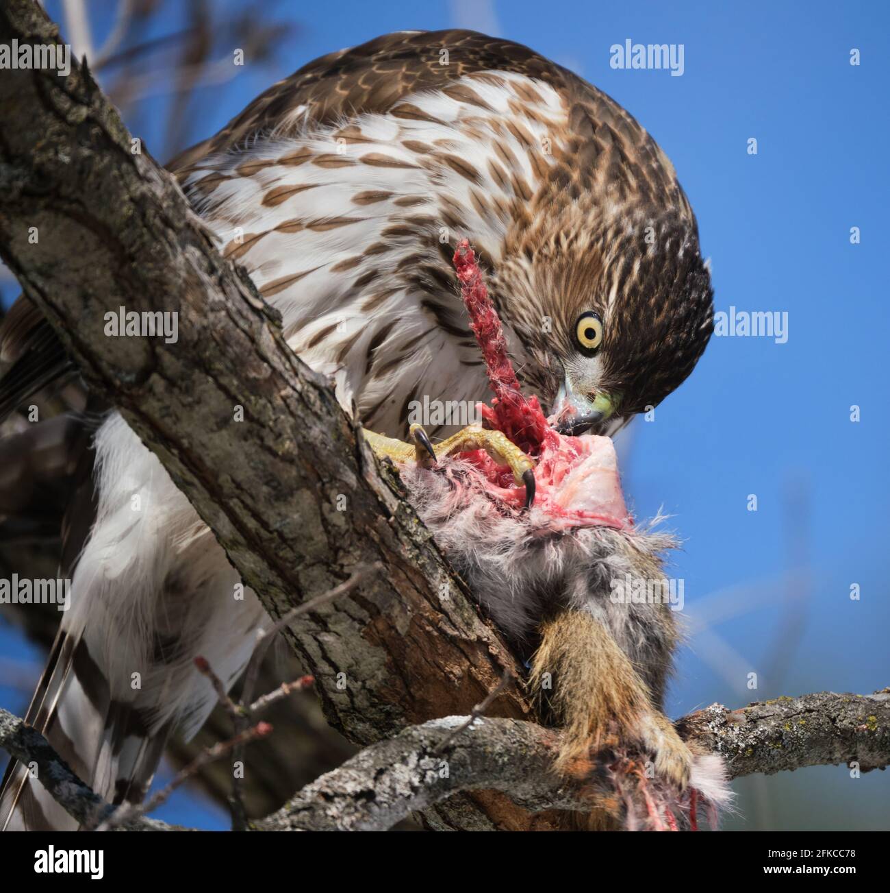 Cooper's Hawk, Accipiter cooperii, with red squirrel pray eating around the spinal cord Stock Photo