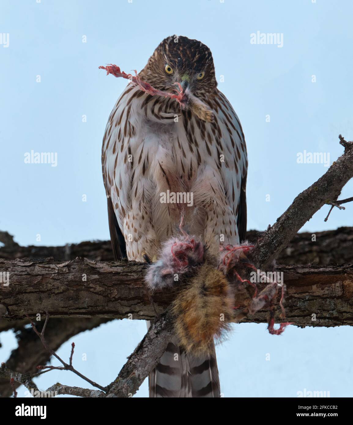 Cooper's Hawk, Accipiter cooperii, eating red squirrel pray while perched.  With the paw of animal in beak Stock Photo