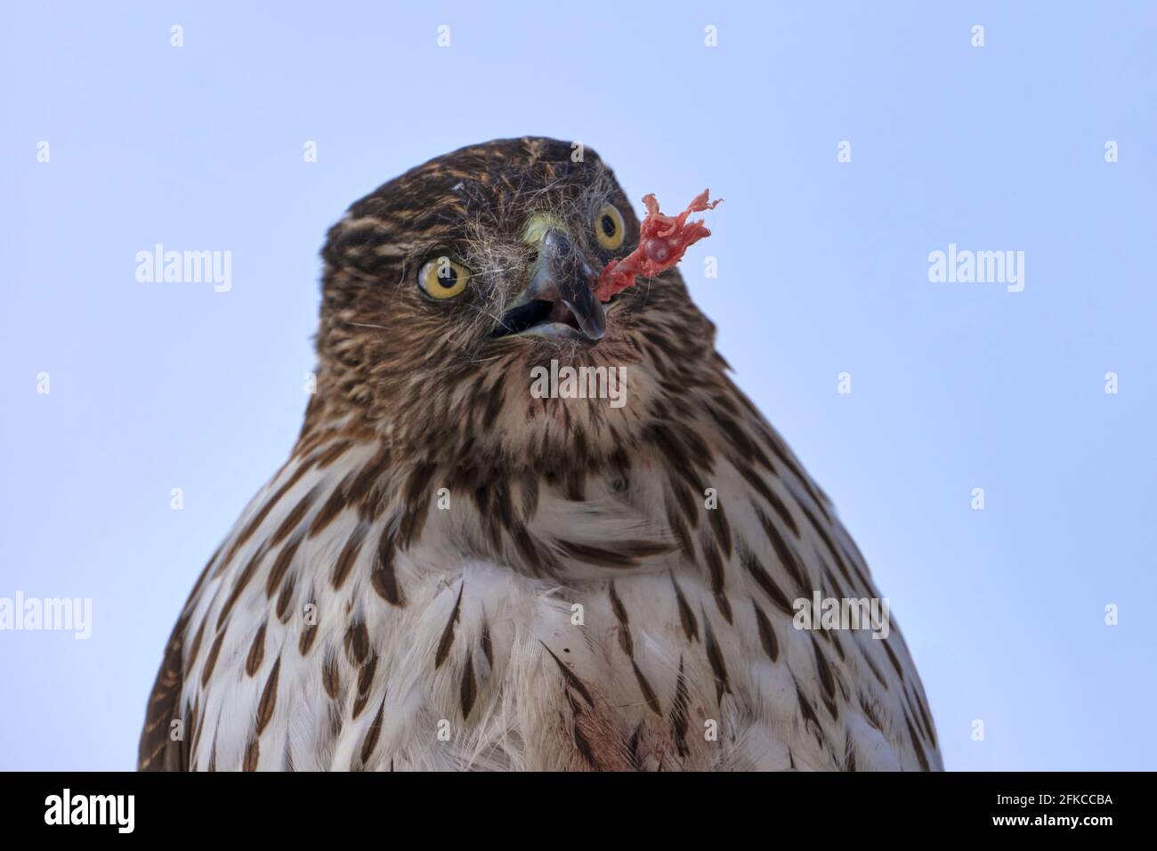 Cooper's Hawk, Accipiter cooperii, head shot while eating with animal bone in beak Stock Photo