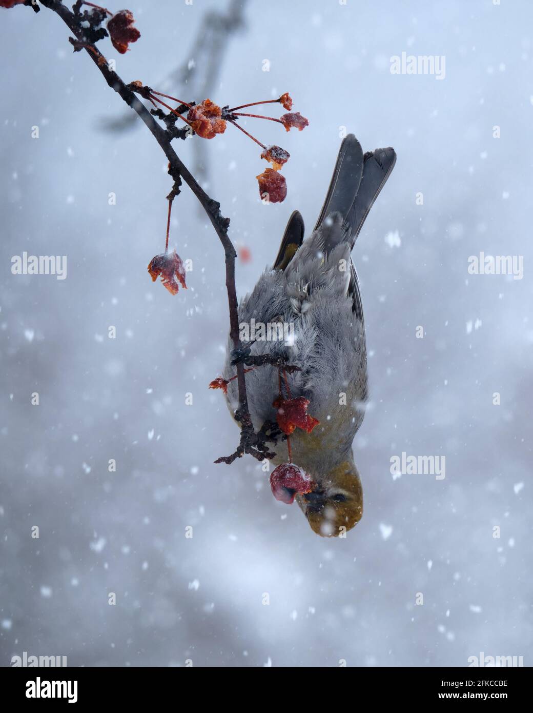 Female Pine Grosbeak,  Pinicola enucleator, eating berries hanging upside down during a snow storm on winter's day Stock Photo