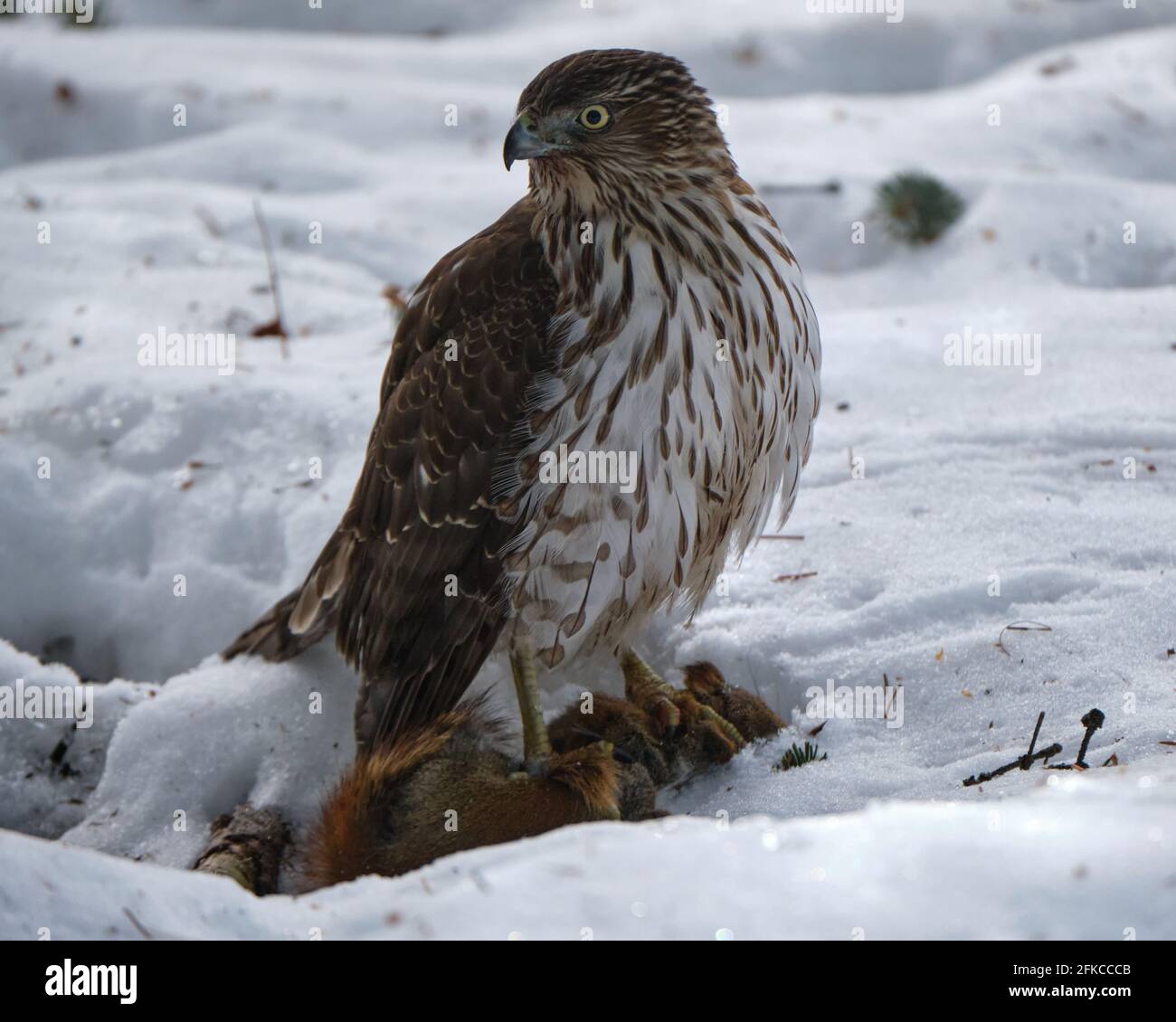 Cooper's Hawk, Accipiter cooperii, standing over red squirrel pray it just cought in snow Stock Photo
