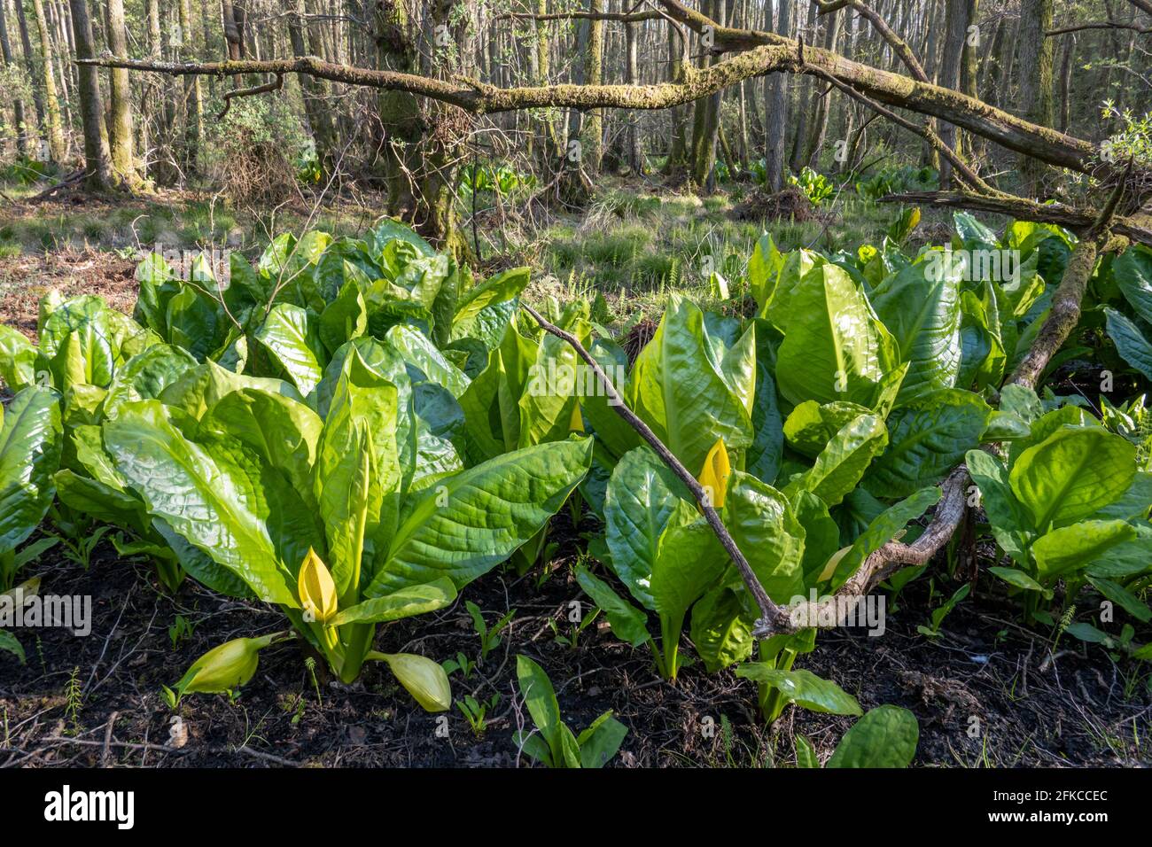 American skunk cabbage growing in boggy woodland, Newtown Common