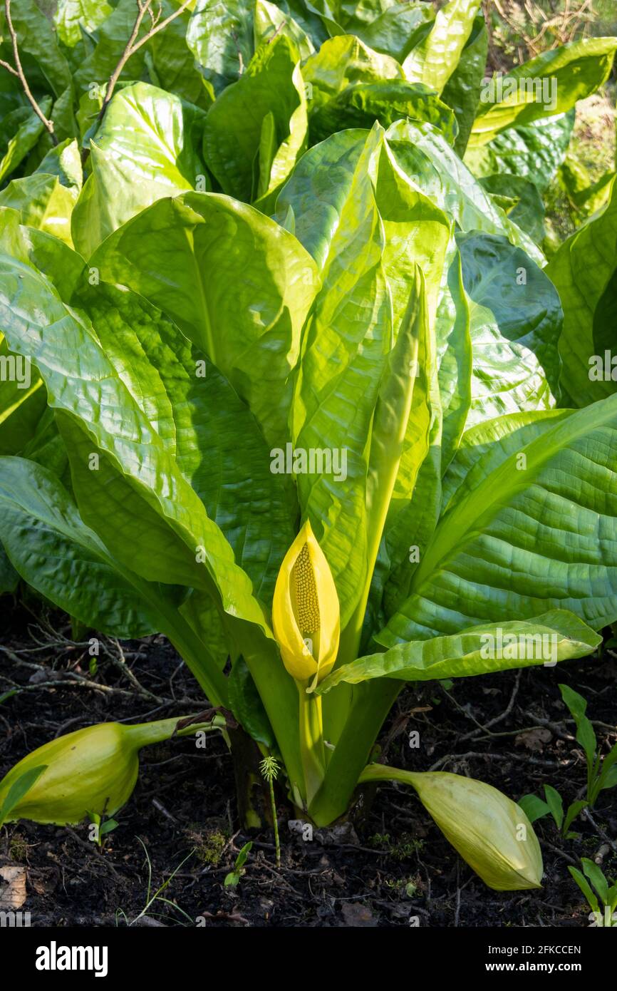 American skunk cabbage growing in boggy woodland, Newtown Common