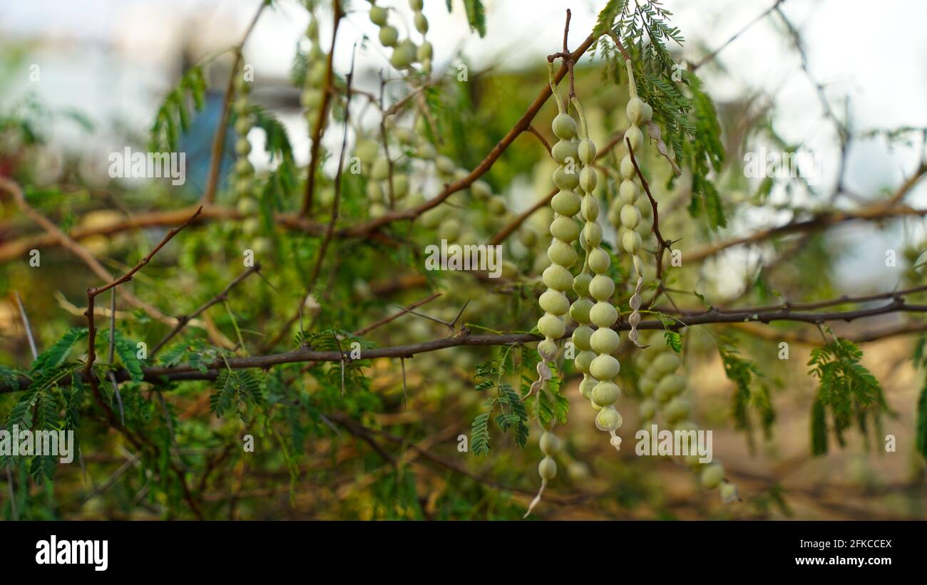 Flowering buds legumes of Arabia Gum or Acacia tree with green leaves. Tropical plant Babool with budding flower nods. Stock Photo