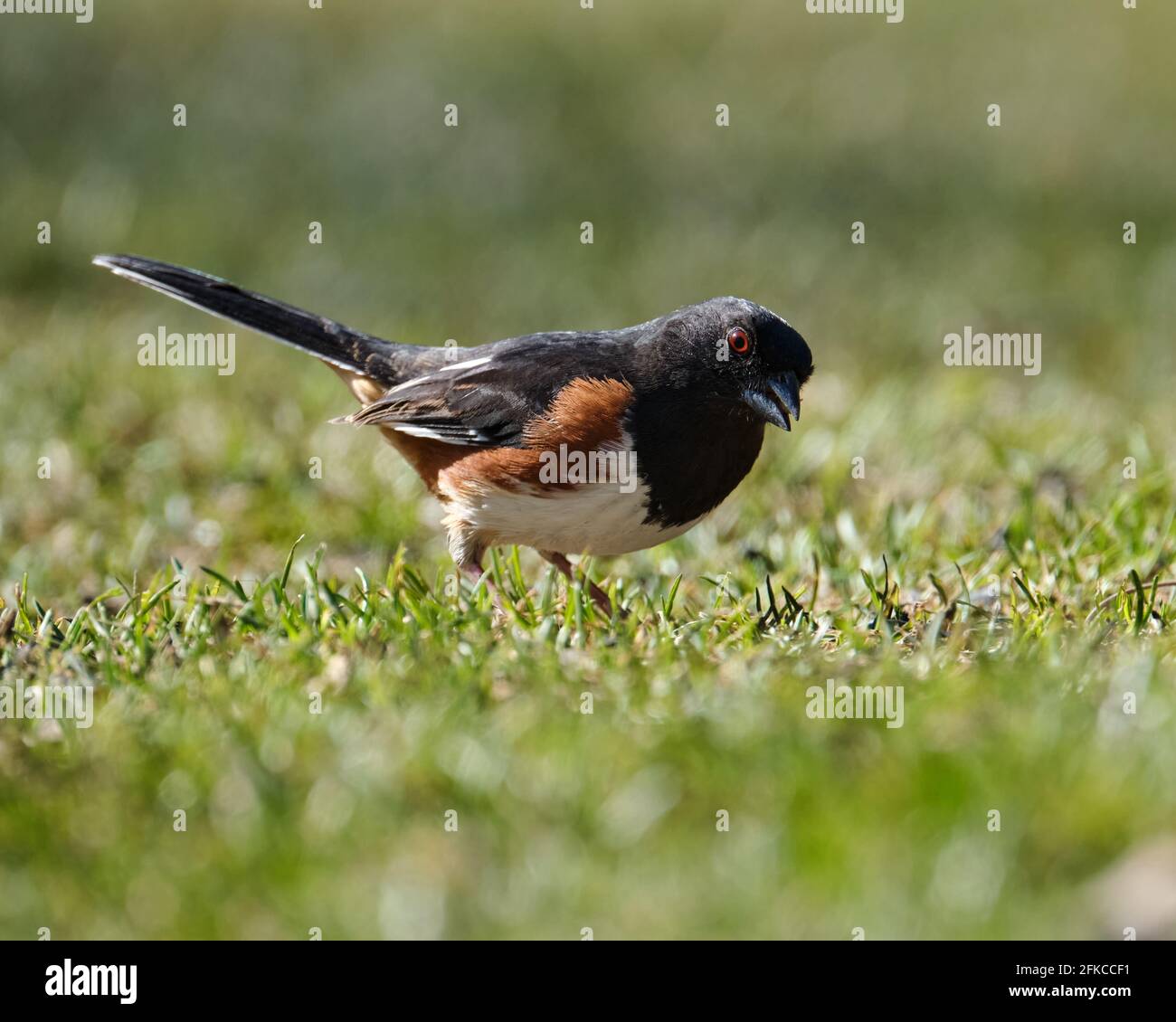 Male Eastern Towhee, Pipilo erythrophthalmus, looking for seeds on ground looking up staring at camera Stock Photo