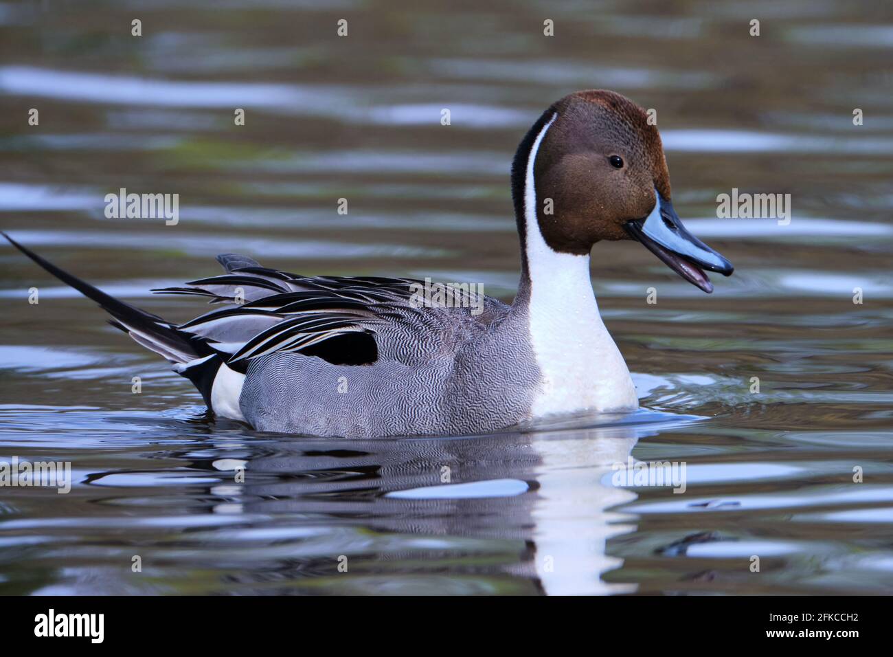 a Northern Pintail, Anas acuta, wading on a river, sideways smiling at camera Stock Photo