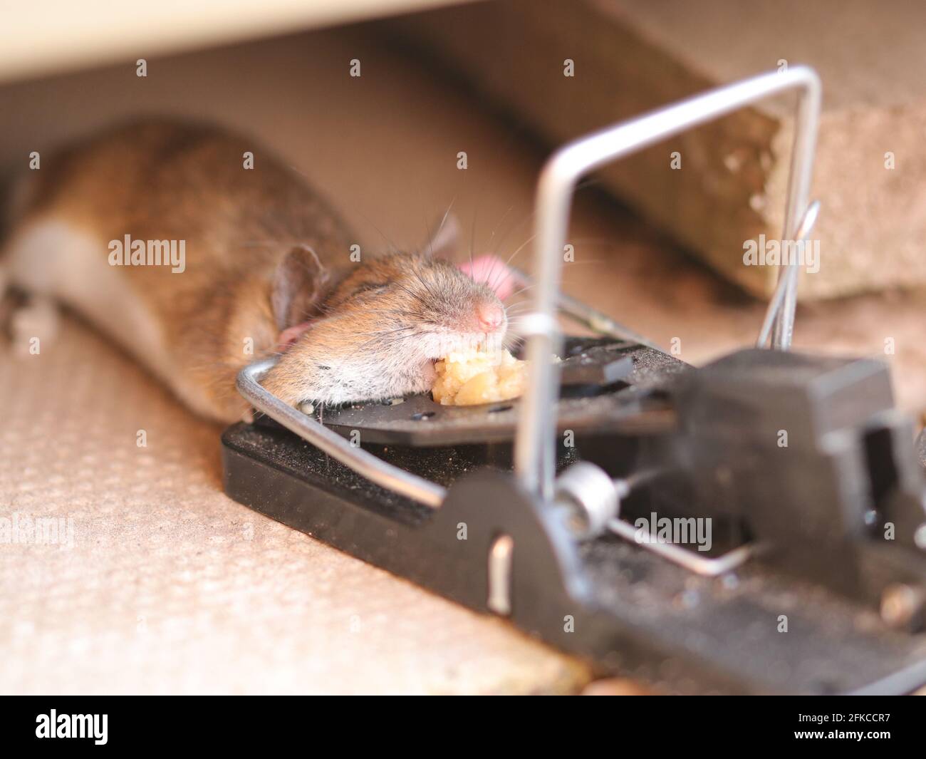 Mouse caught in trap hi-res stock photography and images - Alamy