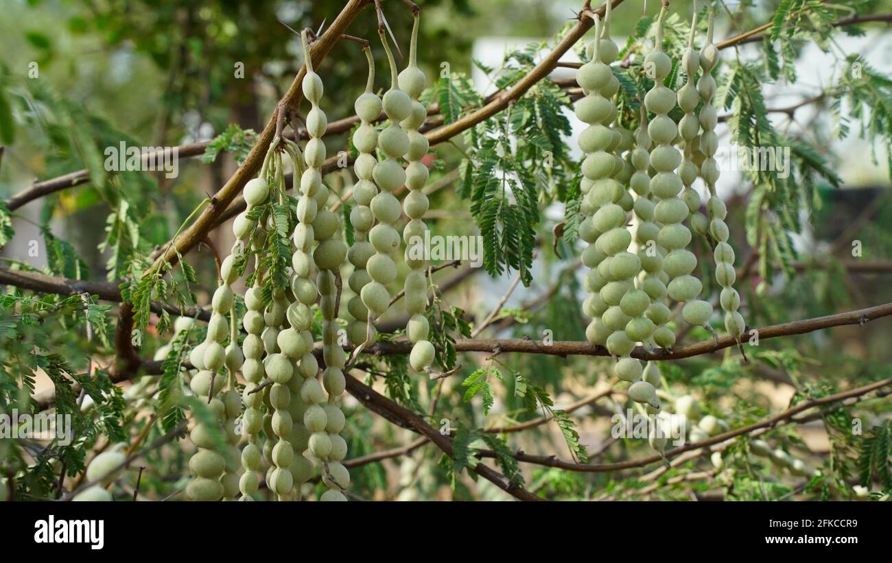 Babool or Acacia nods beans closeup shot. Acacia hybrid is a medium-sized tree that is similar in appearance to Acacia mangium. Stock Photo