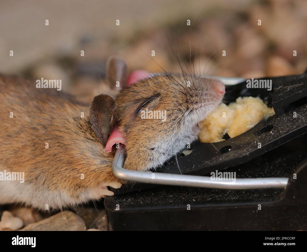 Mouse trap Stock Photo