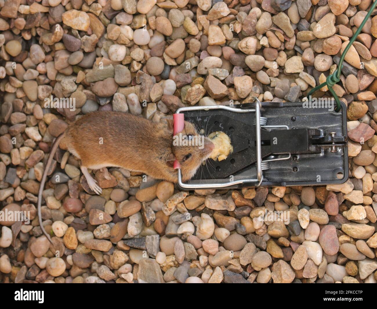 Mouse trap Stock Photo