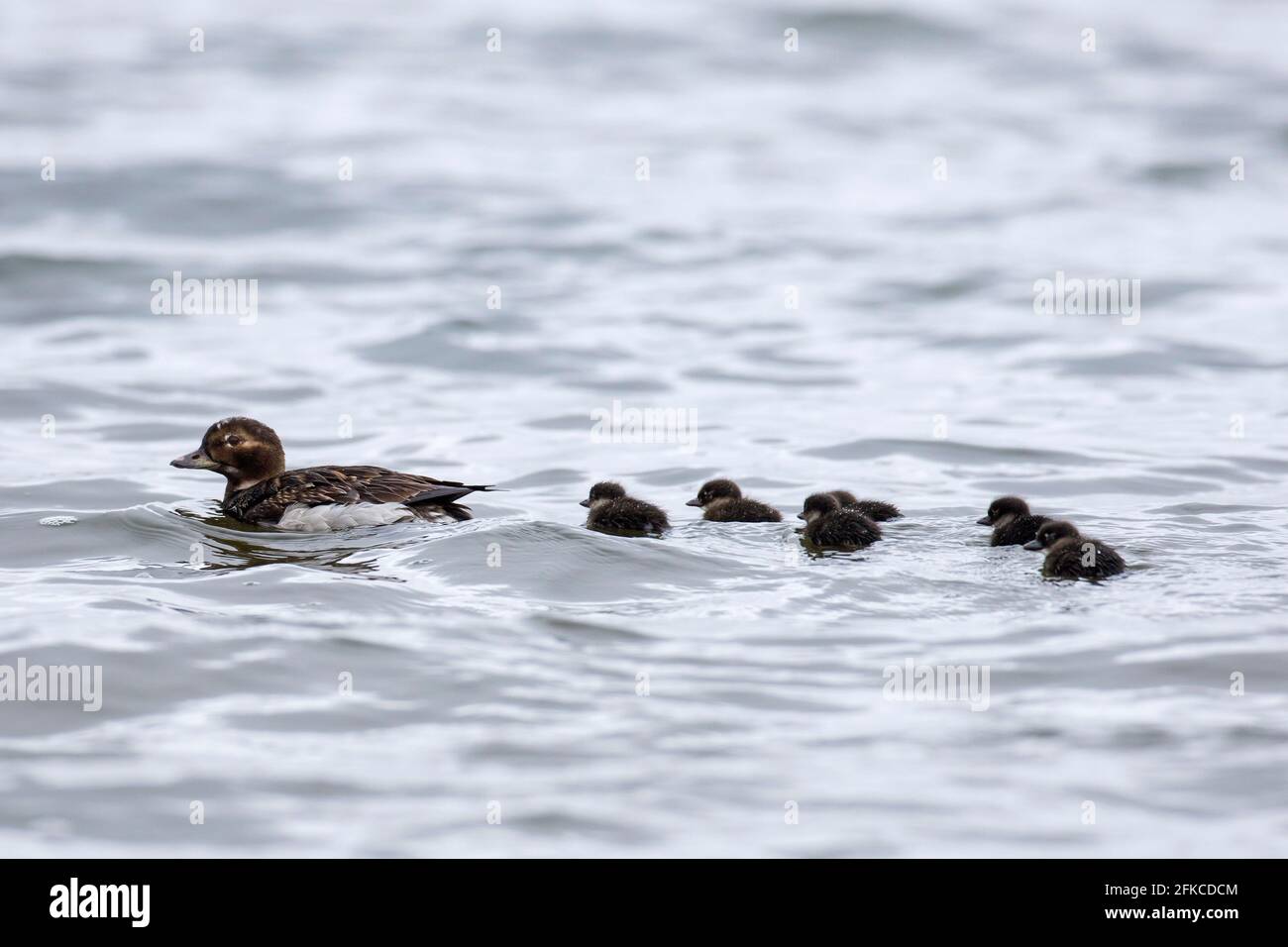 Long-tailed duck (Clangula hyemalis) female swimming in sea with ducklings in summer, Iceland Stock Photo