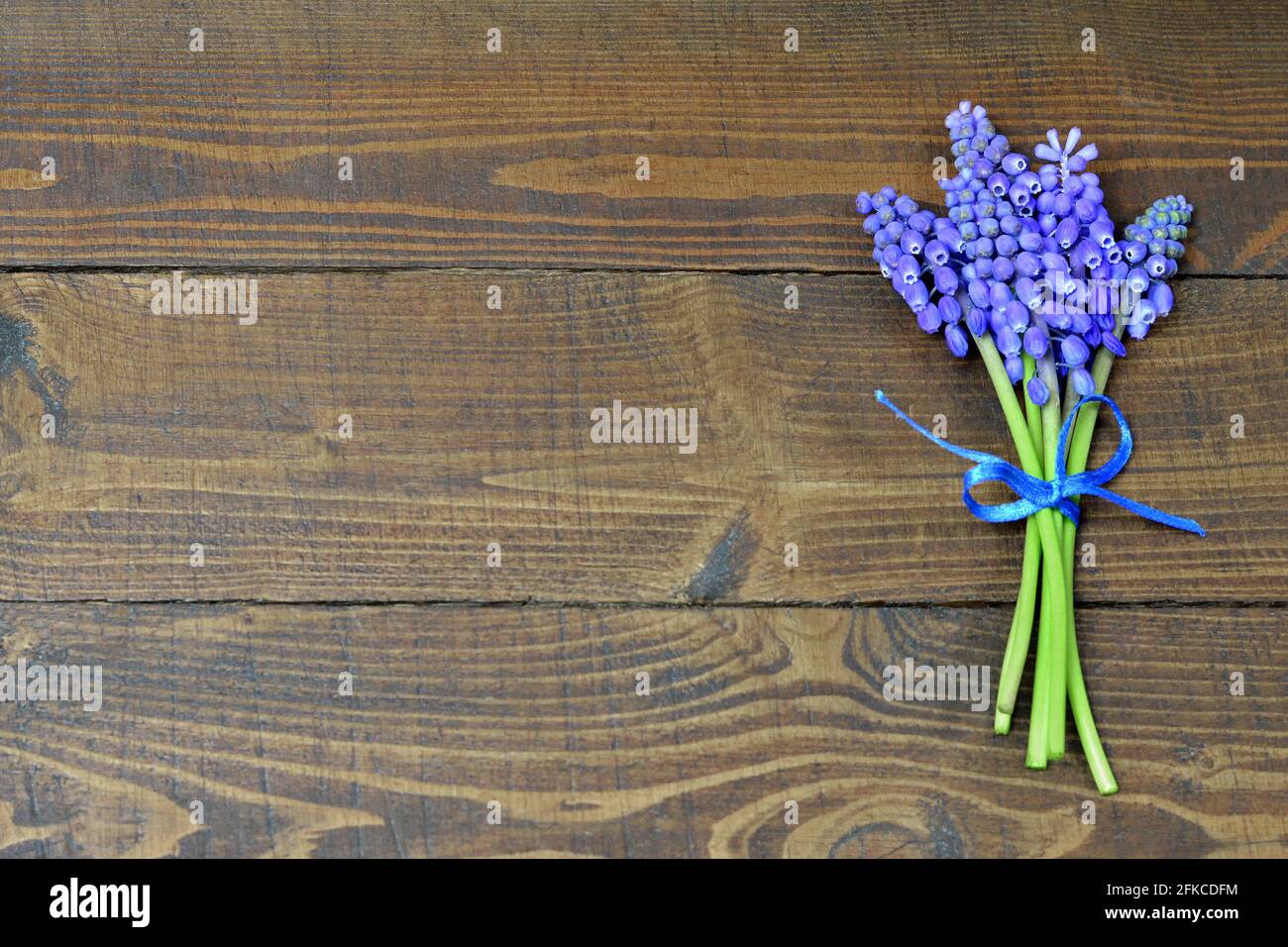 Mothers Day background with bouquet of grape hyacinth flowers Stock Photo