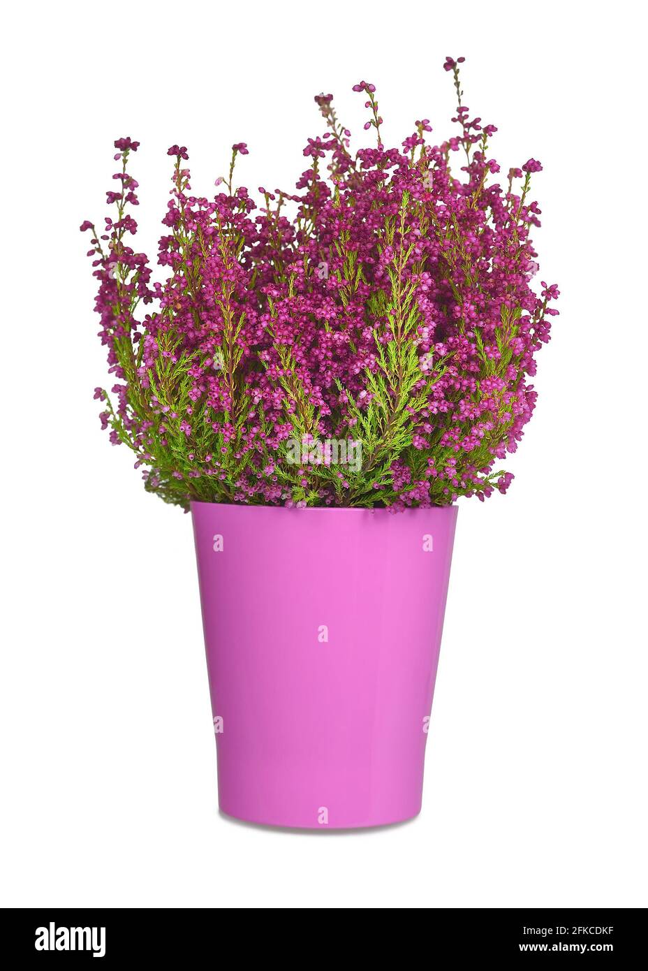 Erica gracilis plant in a pot isolated on white background Stock Photo