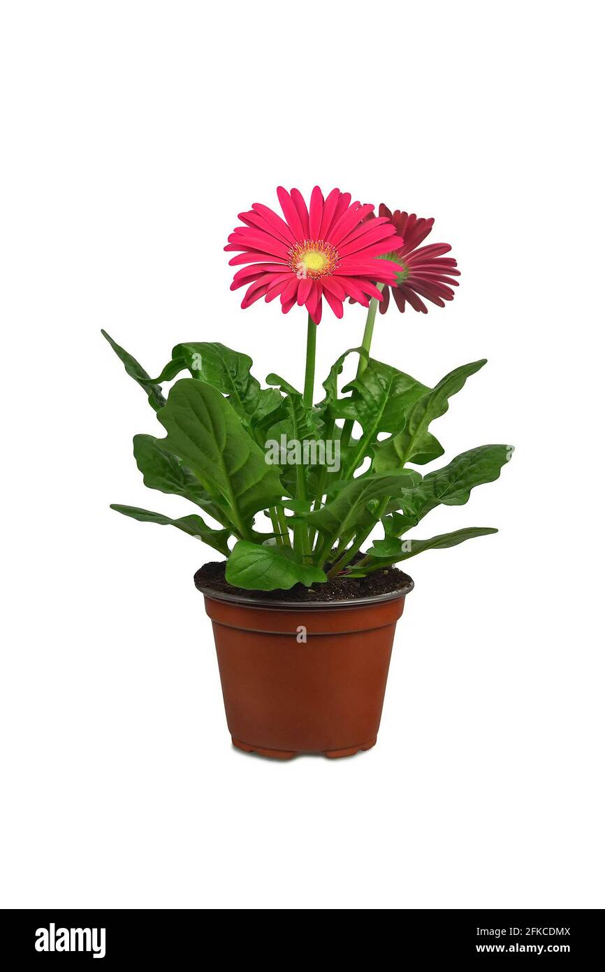 Gerbera daisy sale in pots