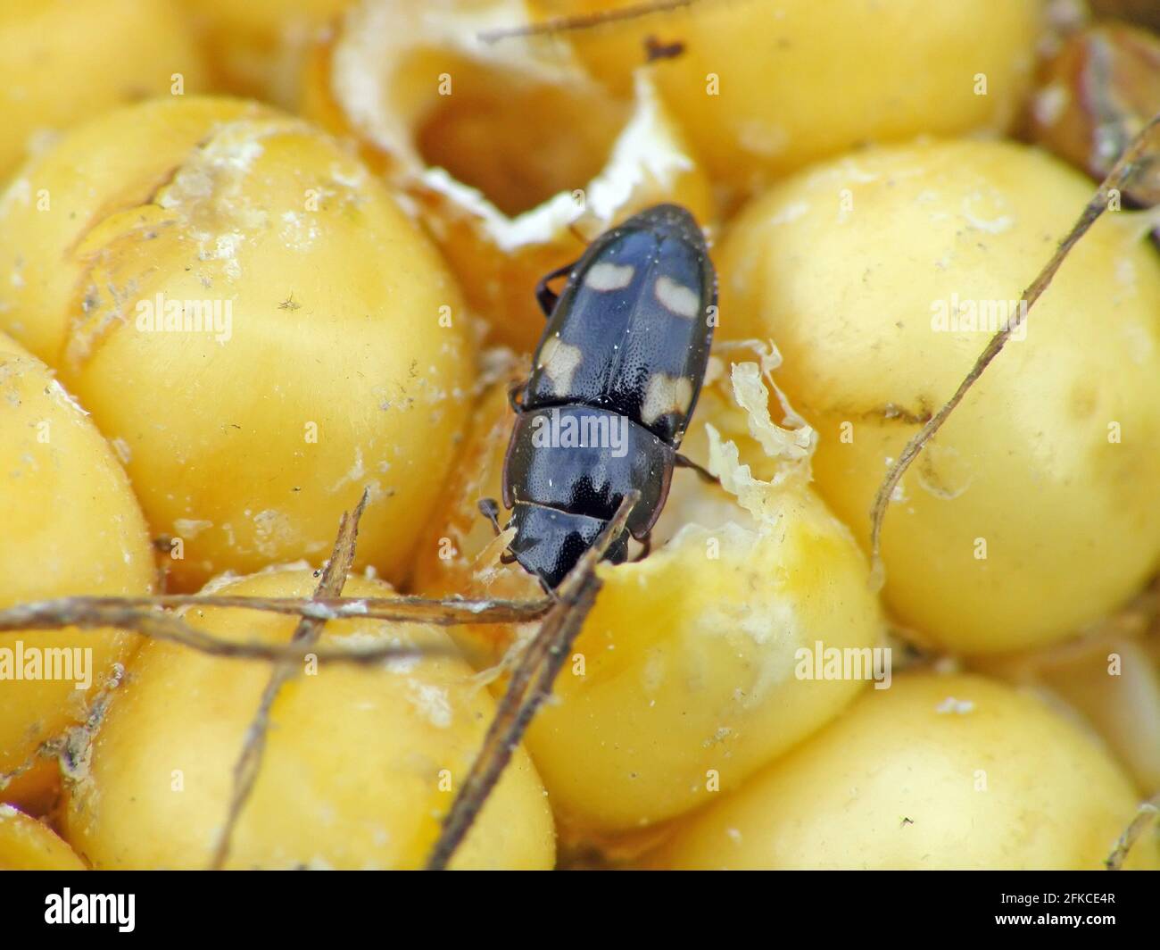 Corn cob and grains damaged by Glischrochilus quadrisignatus (Nitidulidae) Four-spotted Sap Beetle. Stock Photo