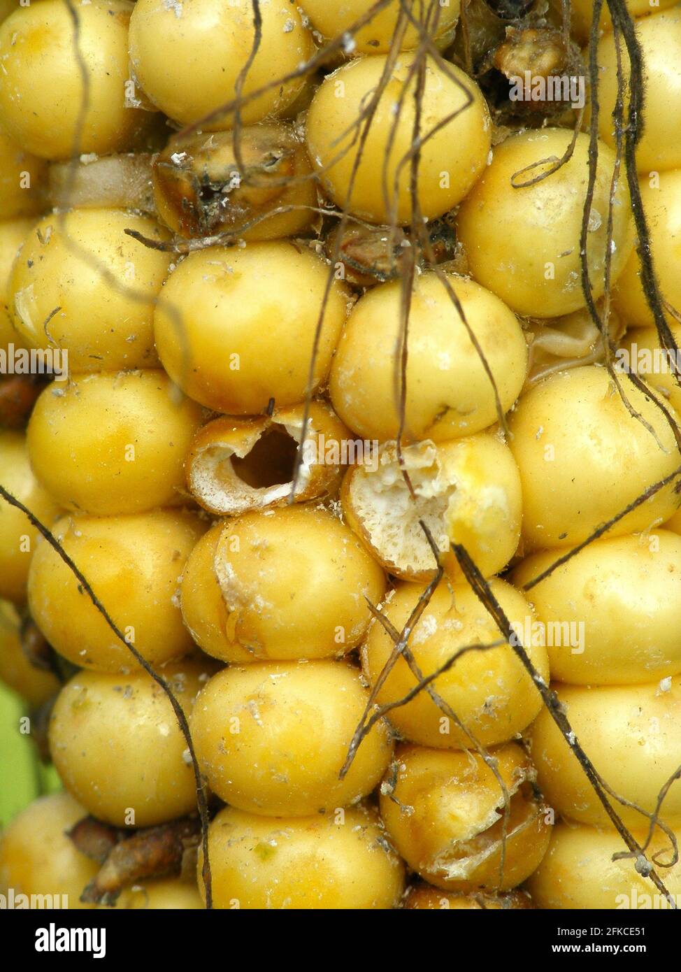 Corn cob and grains damaged by Glischrochilus quadrisignatus (Nitidulidae) Four-spotted Sap Beetle. Stock Photo