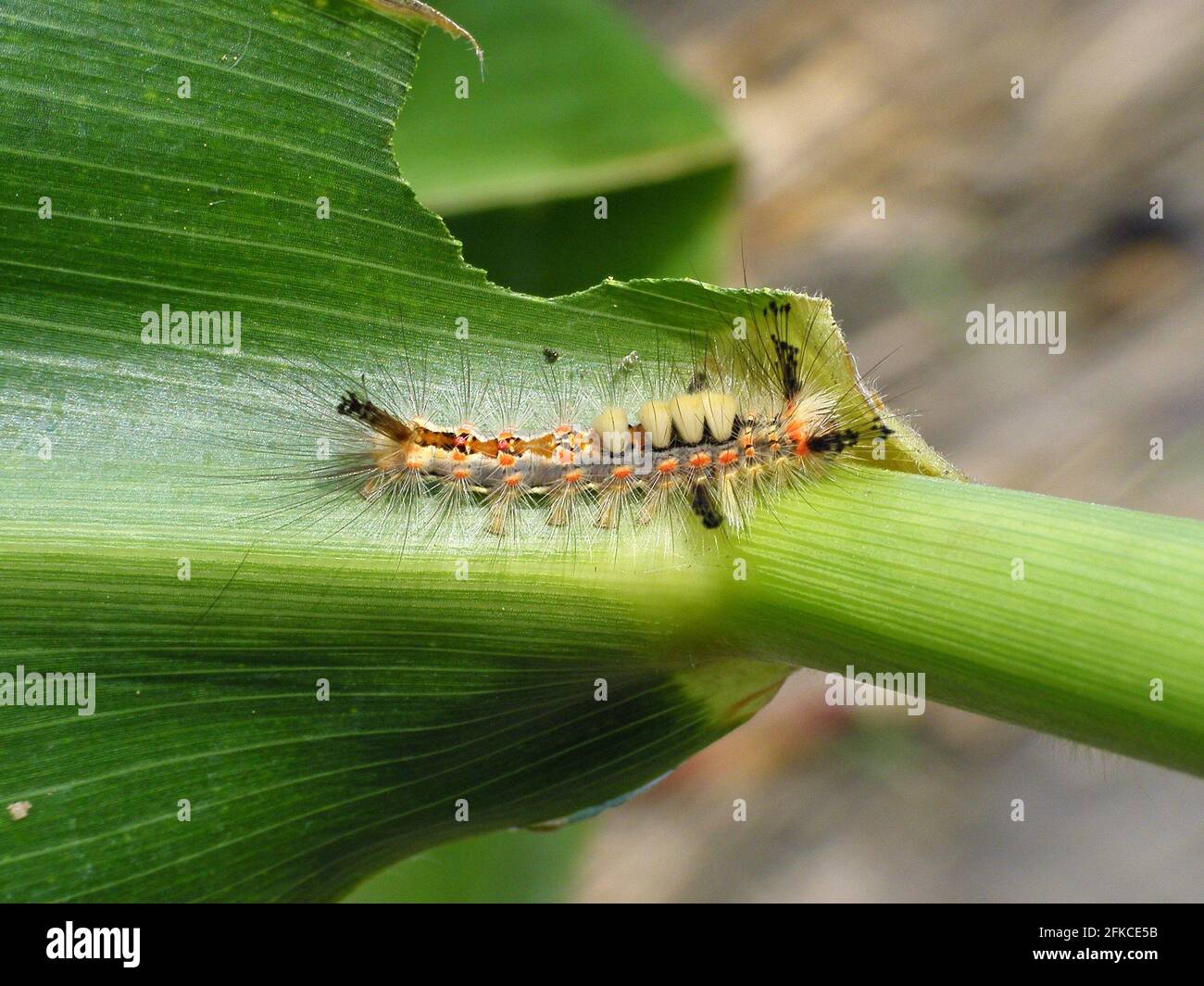 Caterpillar of Orgyia antiqua the rusty tussock moth or vapourer on damaged leaves of corn plants. It is a moth in the family Erebidae. Stock Photo