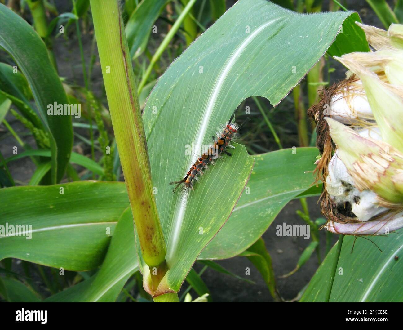 Caterpillar of Orgyia antiqua the rusty tussock moth or vapourer on damaged leaves of corn plants. It is a moth in the family Erebidae. Stock Photo
