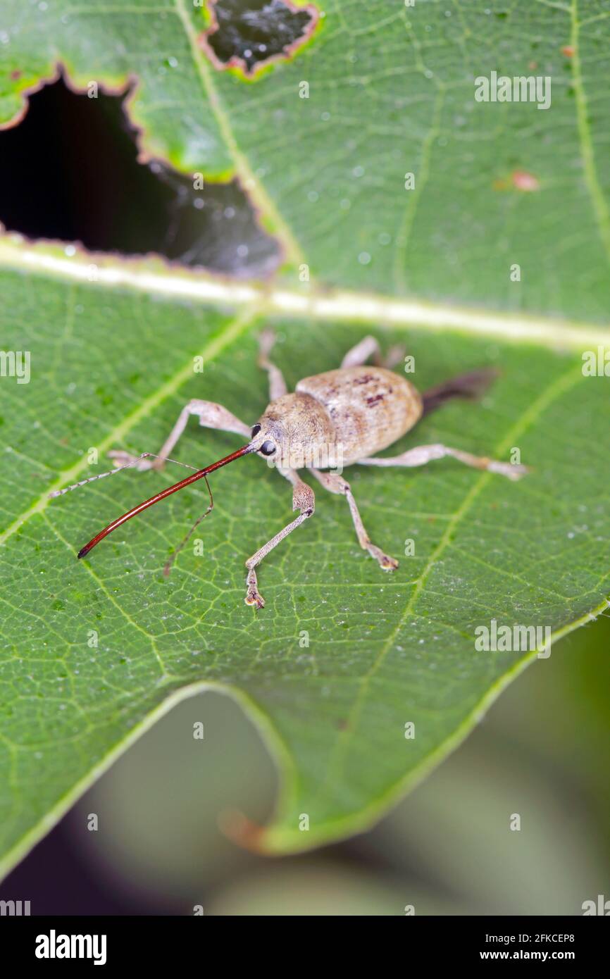 Beetle of Acorn weevil Curculio glandium on oak a leaf. The larvae develop in the glans Stock Photo