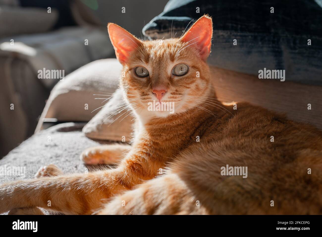 brown tabby cat with green eyes lying on a sofa under the light of the ...