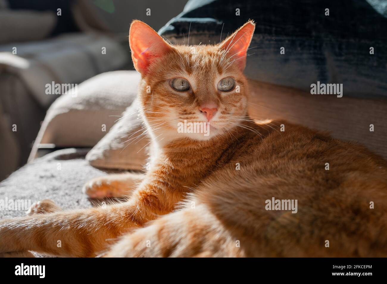 brown tabby cat with green eyes lying on a sofa under the light of the ...