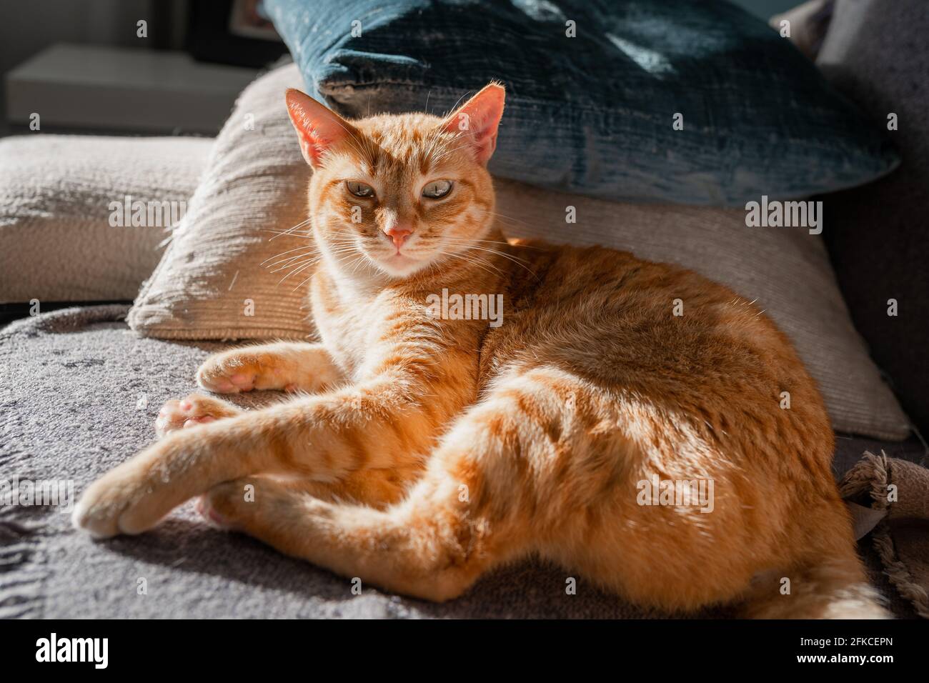 brown tabby cat with green eyes lying on a sofa under the light of the ...