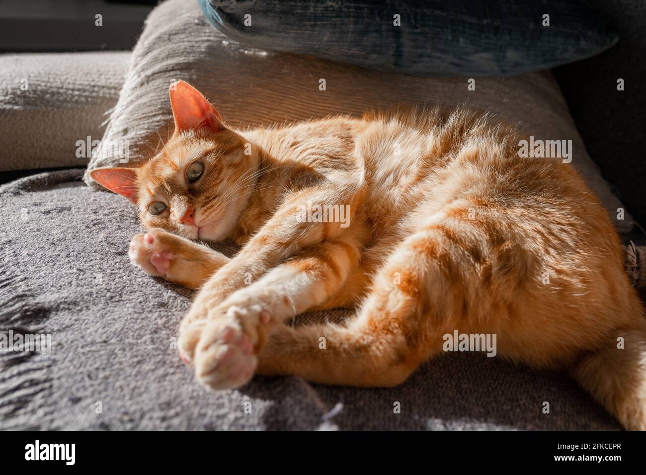 brown tabby cat with green eyes lying on a sofa under the light of the ...