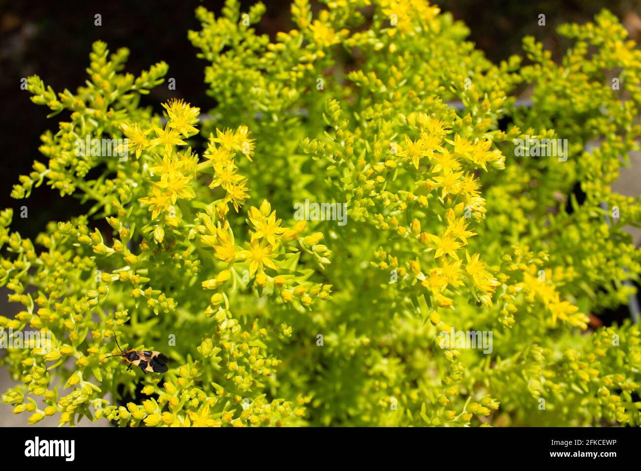 Spring blooms and foliage of the sedum rupestre 'Lemon Ball' succulent plant. Low water requirements. Stock Photo