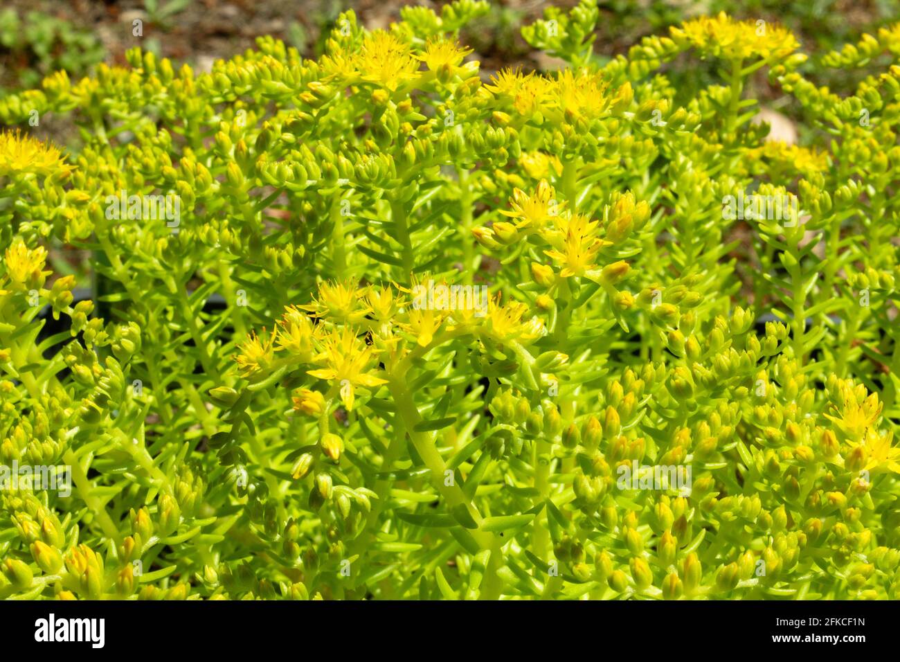 Spring yellow blooms and bright green foliage of the sedum rupestre 'Lemon Ball' succulent plant. Low water requirements. Stock Photo