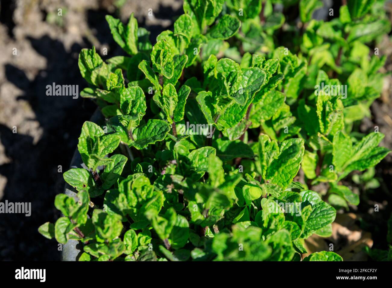 Mentha 'Mojito' mint, spearmint plant growing in garden Stock Photo
