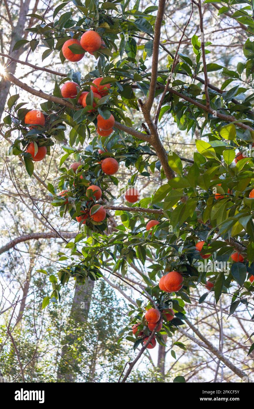Ready to pick homegrown ripened oranges from tree Stock Photo - Alamy