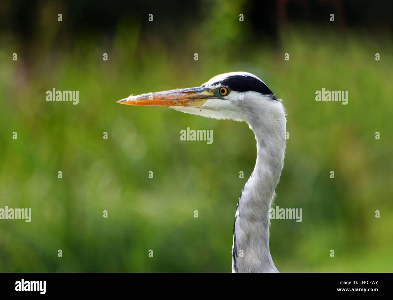 Close Up of Grey Heron head out of focus background Stock Photo