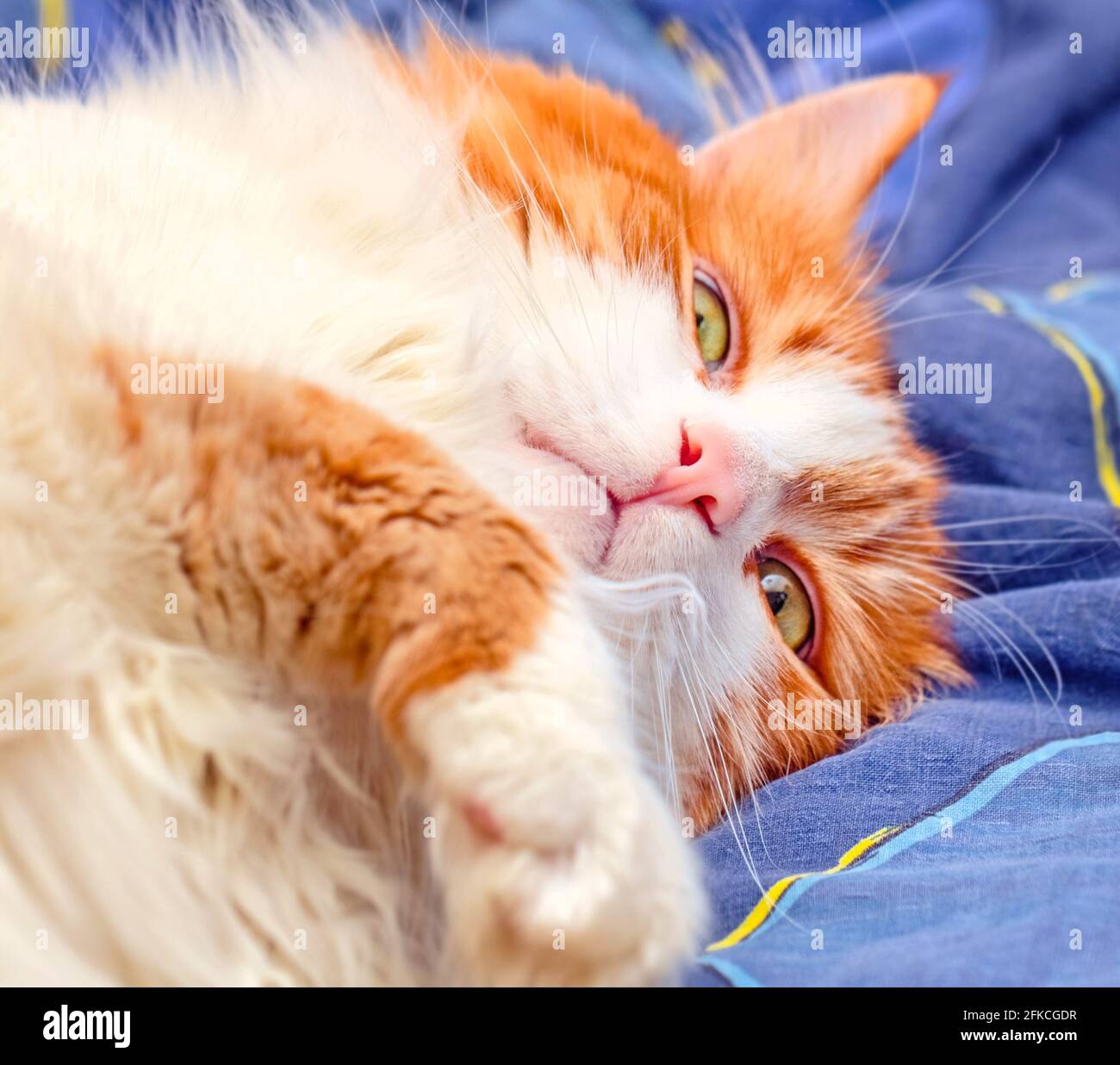 Real adult portrait of charming red cat in nirvana at blue bed Stock Photo