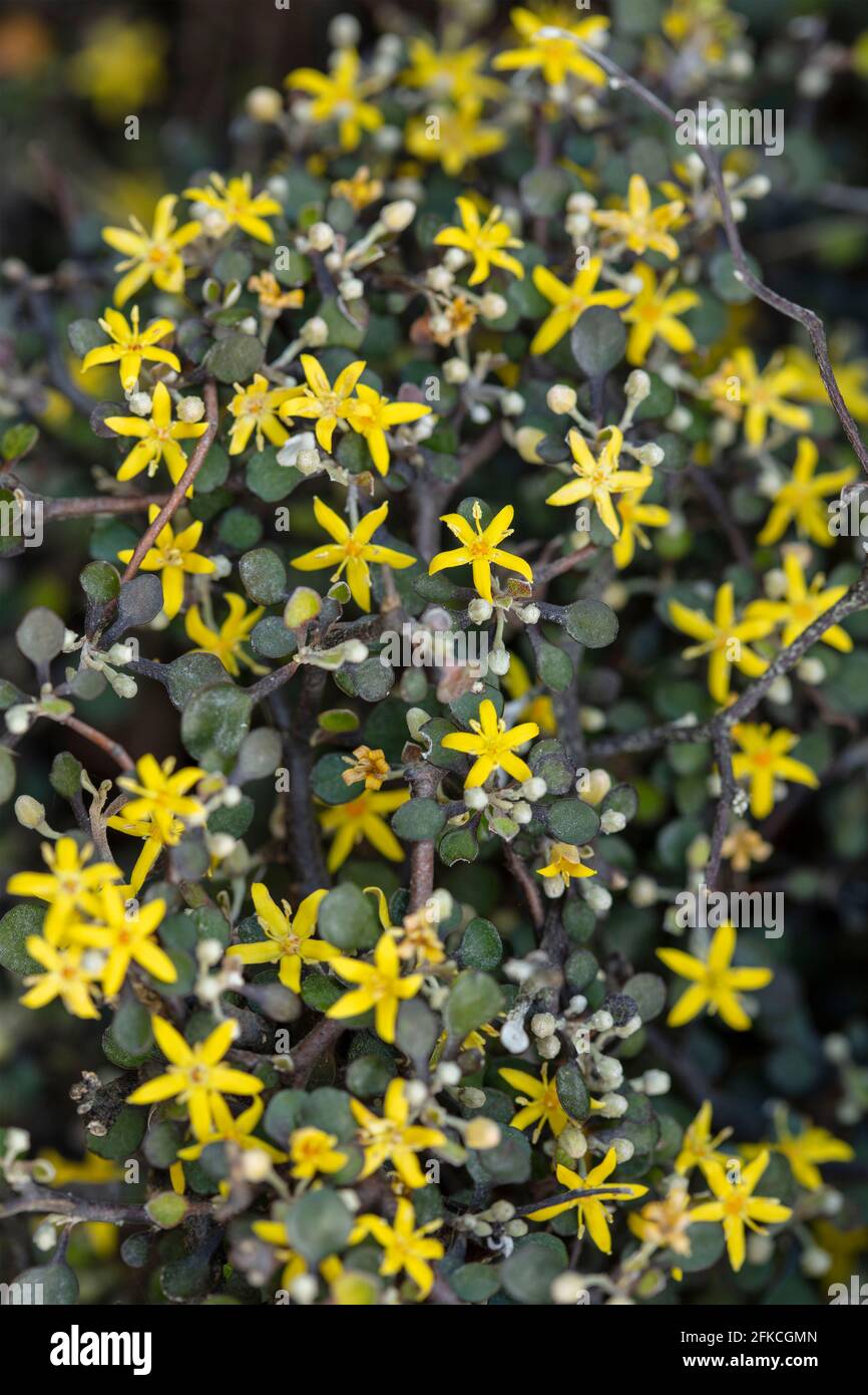 Corokia Cotoneaster, wire-netting bush, with bright yellow flowers in spring Stock Photo