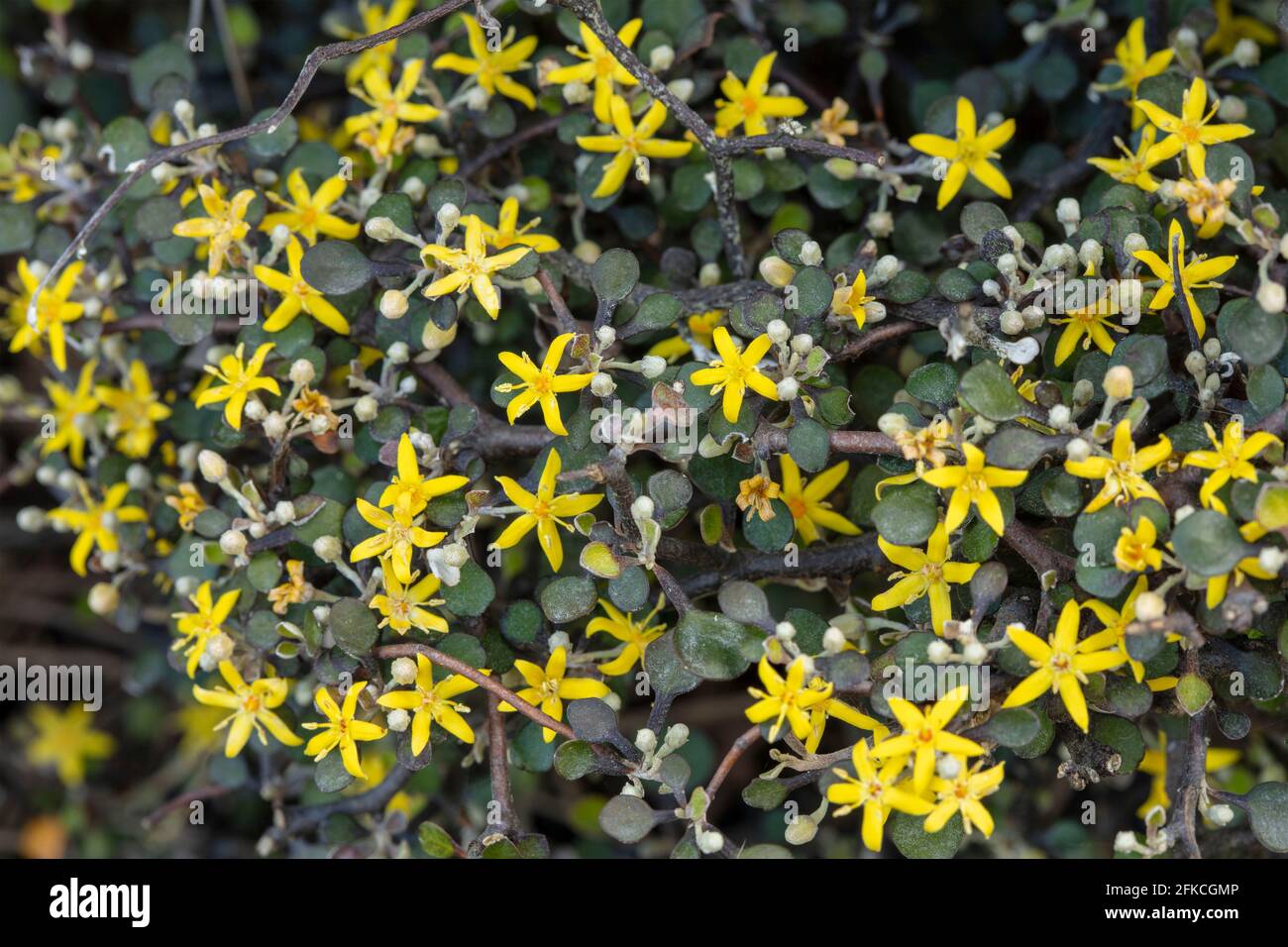 Corokia Cotoneaster, wire-netting bush, with bright yellow flowers in spring Stock Photo