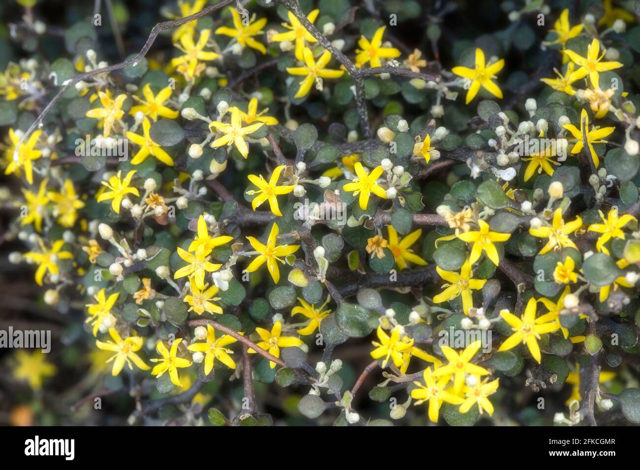 Corokia Cotoneaster, wire-netting bush, with bright yellow flowers in spring Stock Photo