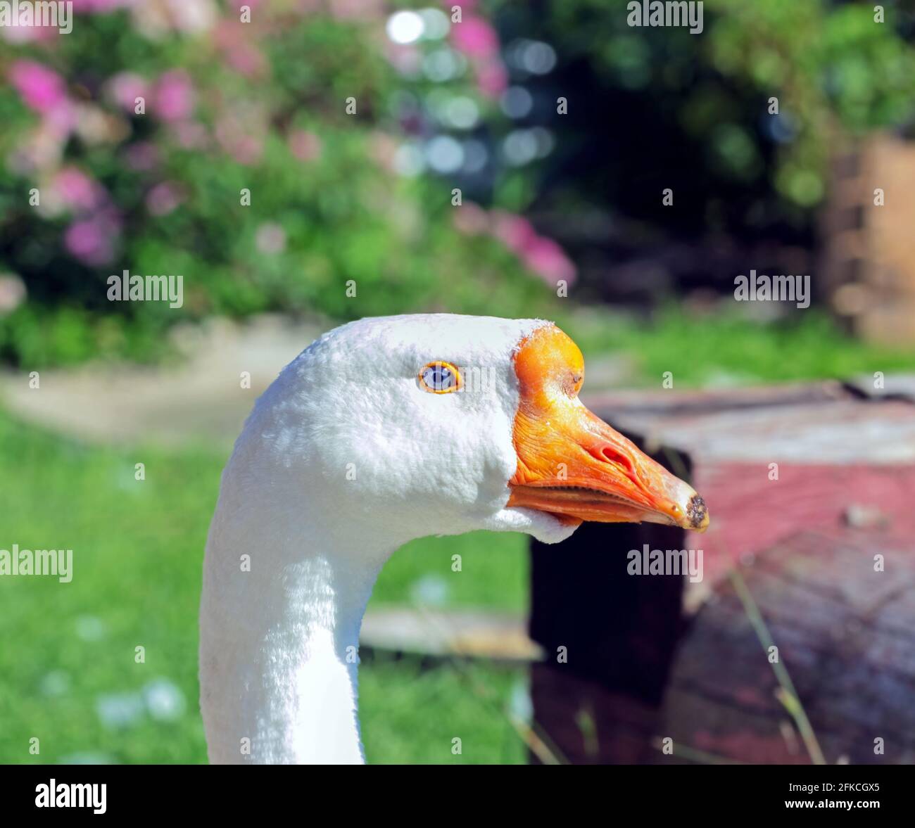 Fun goose head with blue eye on sunny day in garden Stock Photo