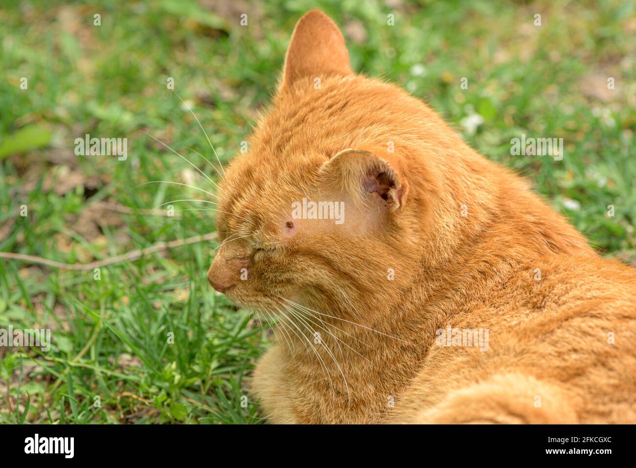 Cute ed cat lies relaxed in the grass and has a tick over the eye on the head Stock Photo